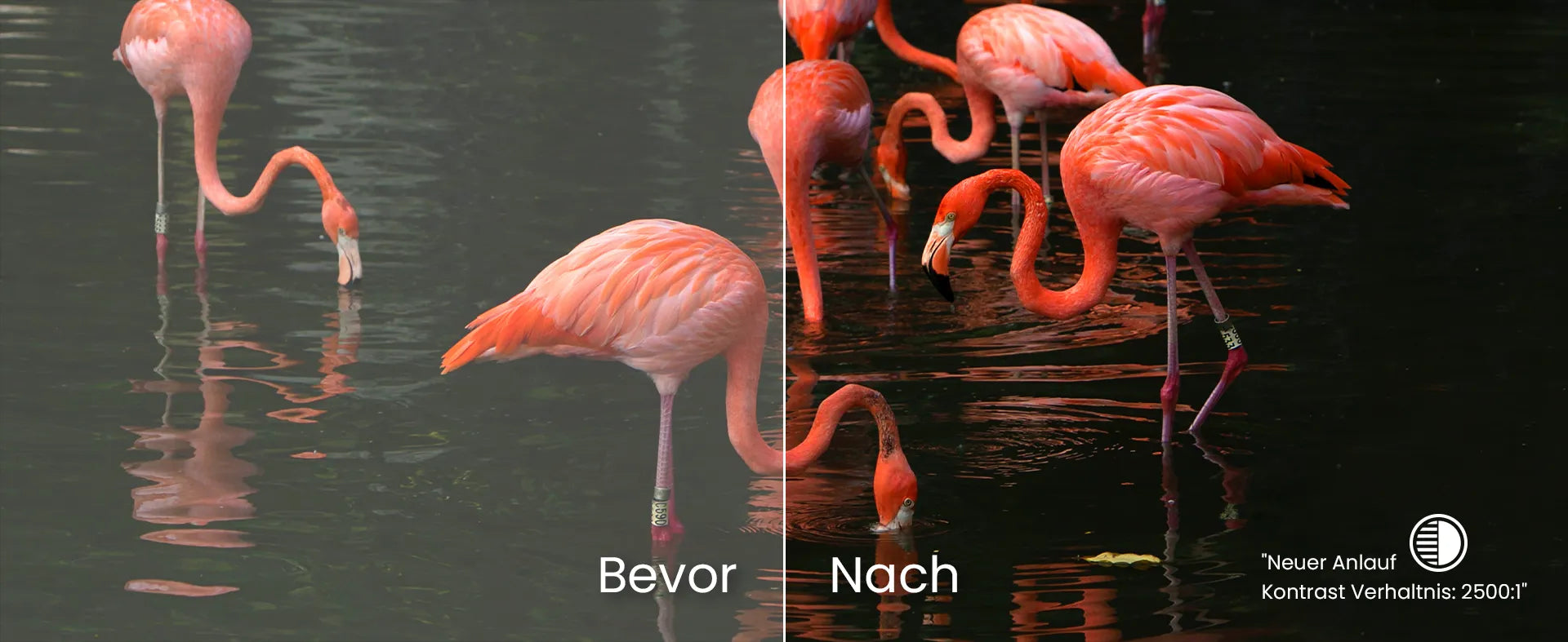 Verbesserte Schwarzdarstellung dank Laser-Dimming beim LTV-3000 Pro Beste Beamer, Flamingo-Vergleich.